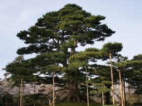 兼六園　根上りの松